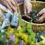 Medicina tradicional, una alternativa de la naturaleza