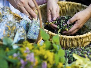 Medicina tradicional, una alternativa de la naturaleza