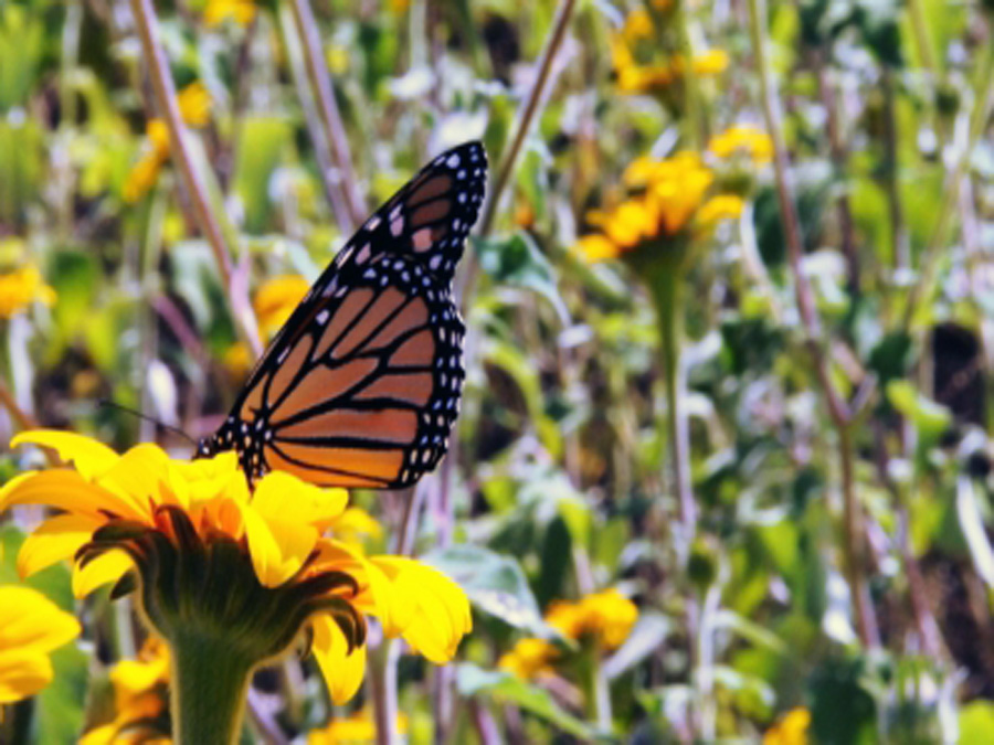 Segundo Festival de la Mariposa Monarca en Tamaulipas