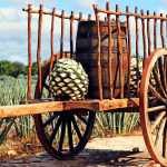 Vive la Ruta del Tequila con Four Seasons Punta Mita