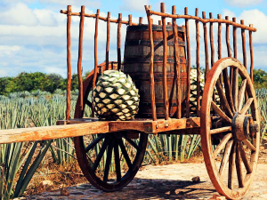 Vive la Ruta del Tequila con Four Seasons Punta Mita