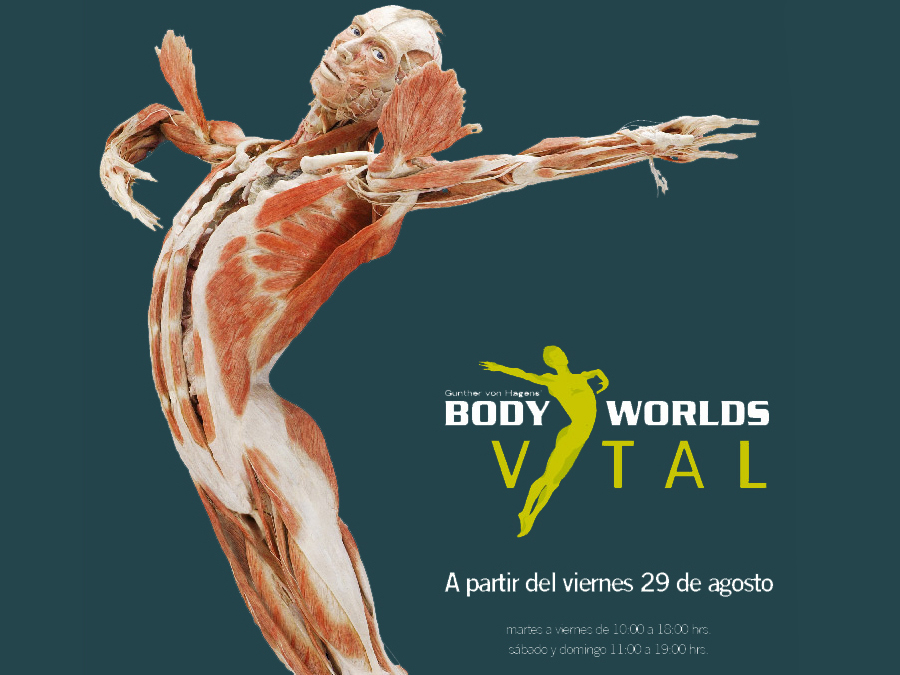 Aprende anatomía con Body Worlds