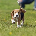 Cómo entrenar a tu perro para el Perrotón Dog Chow 2014