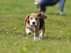 Cómo entrenar a tu perro para el Perrotón Dog Chow 2014