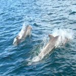 Avistamiento de ballenas y delfines en Culiacán