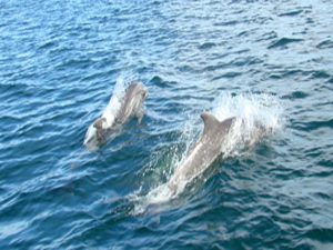 Avistamiento de ballenas y delfines en Culiacán