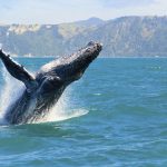 Ballenas jorobadas, espectáculo en Puerto Vallarta