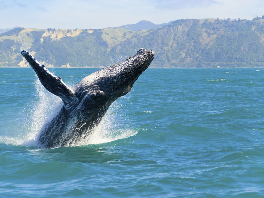 Ballenas jorobadas, espectáculo en Puerto Vallarta