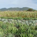 Crónica de un paseo mezcalero en Oaxaca