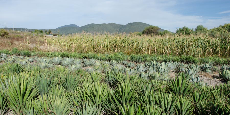 Crónica de un paseo mezcalero en Oaxaca