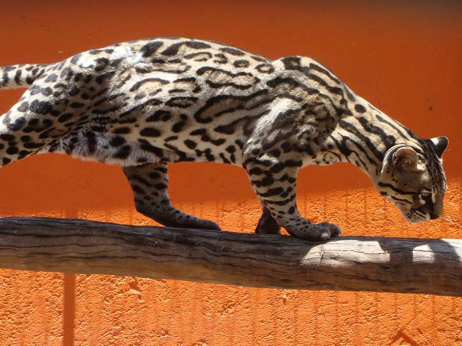 Zoo Parque Loro, Puebla