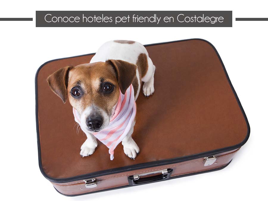 900x675_0002_Conoce hoteles pet friendly en Costalegre