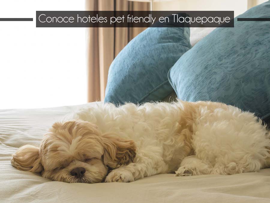 Hoteles “pet friendly” en Tlaquepaque