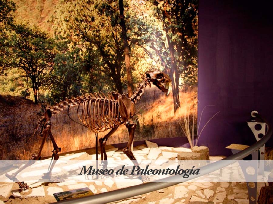 Museo de Paleontología