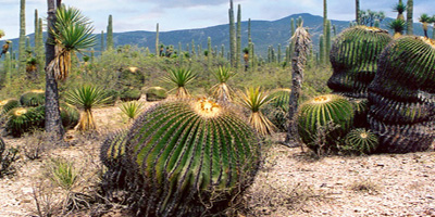 reserva-de-la-biosfera-del-valle-de-tehuacan-puebla