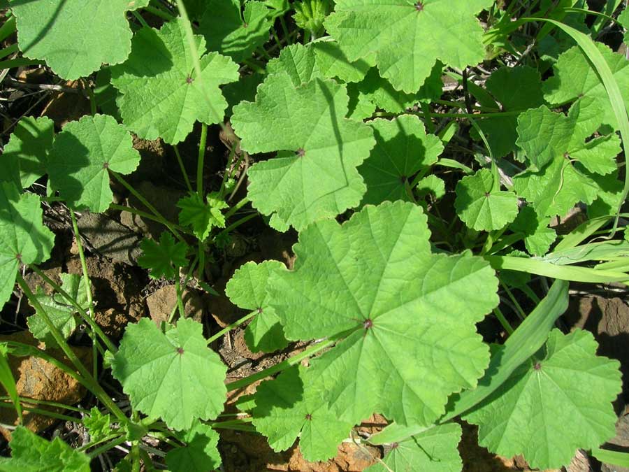 Propiedades medicinales de la malva