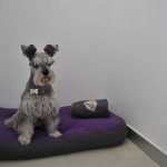 Smart Dogs, consiente a tu perro en la Colonia del Valle