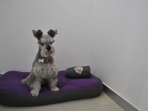 Smart Dogs, consiente a tu perro en la Colonia del Valle