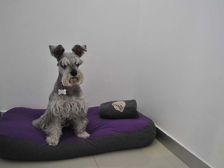 Smart Dogs en Colonia Del Vallle