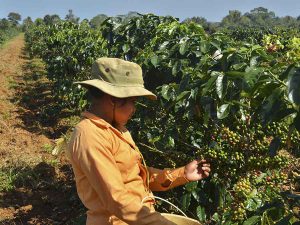 Shampoo de café, creación de mujeres indígenas chiapanecas