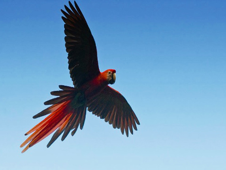 Centro Ecoturístico Las Guacamayas