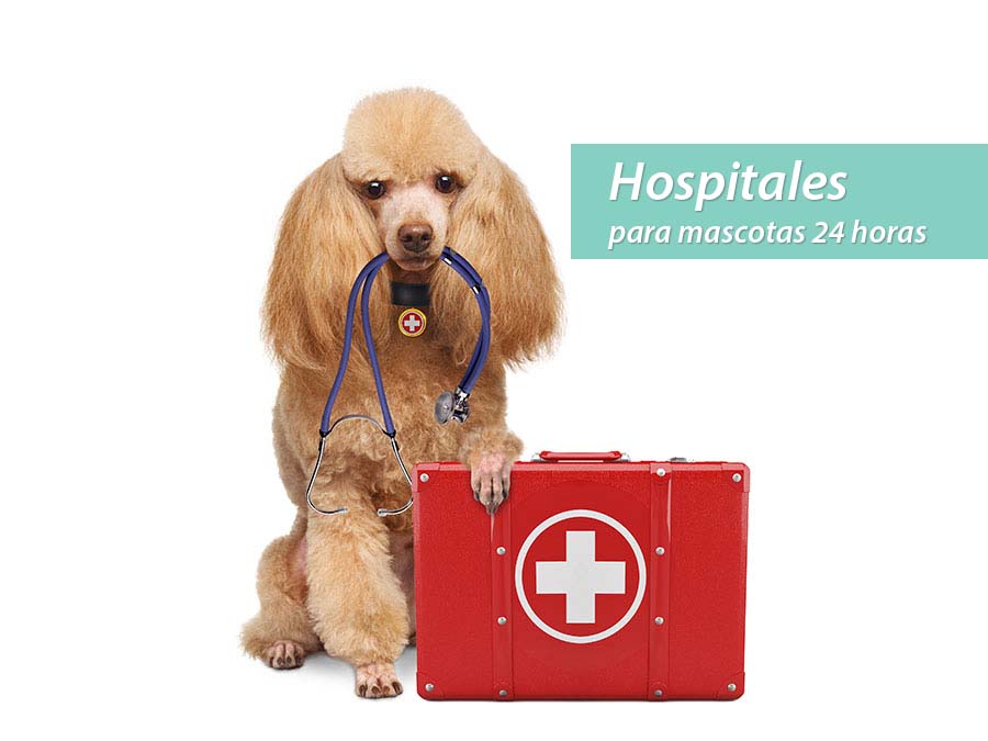 Hospitales para mascotas 24 horas