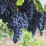 Malbec, uva francesa famosa en Argentina