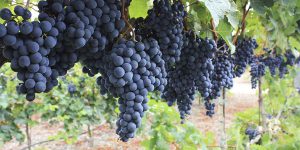 Malbec, uva francesa famosa en Argentina