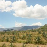 Mezcal, la embriaguez mística y agradecer a la tierra en Oaxaca