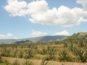 Mezcal, la embriaguez mística y agradecer a la tierra en Oaxaca