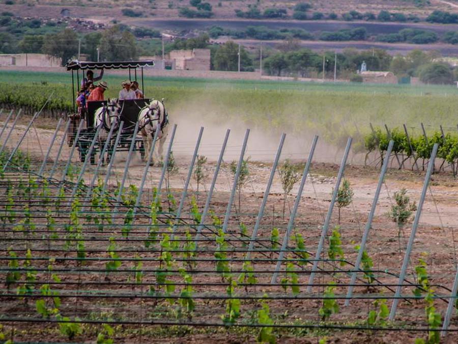 Finca Sala Vivé, el alma de las uvas en Querétaro