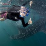 Avistamiento de Tiburón Ballena en Quintana Roo