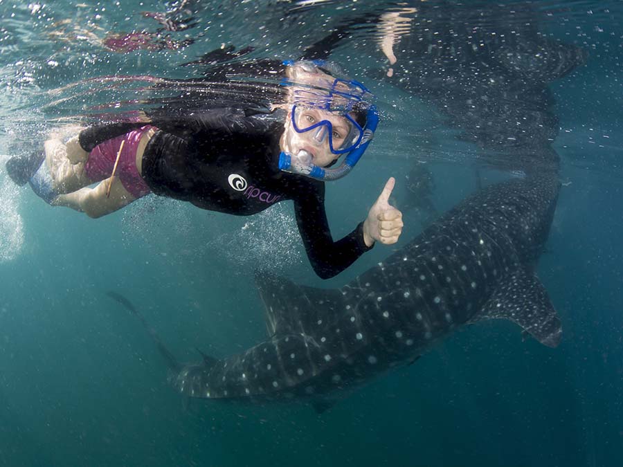 Avistamiento de Tiburón Ballena en Quintana Roo