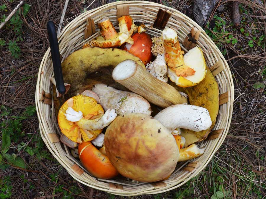 Hongos en San Antonio Cuajimoloyas, contacto con la naturaleza en Oaxaca