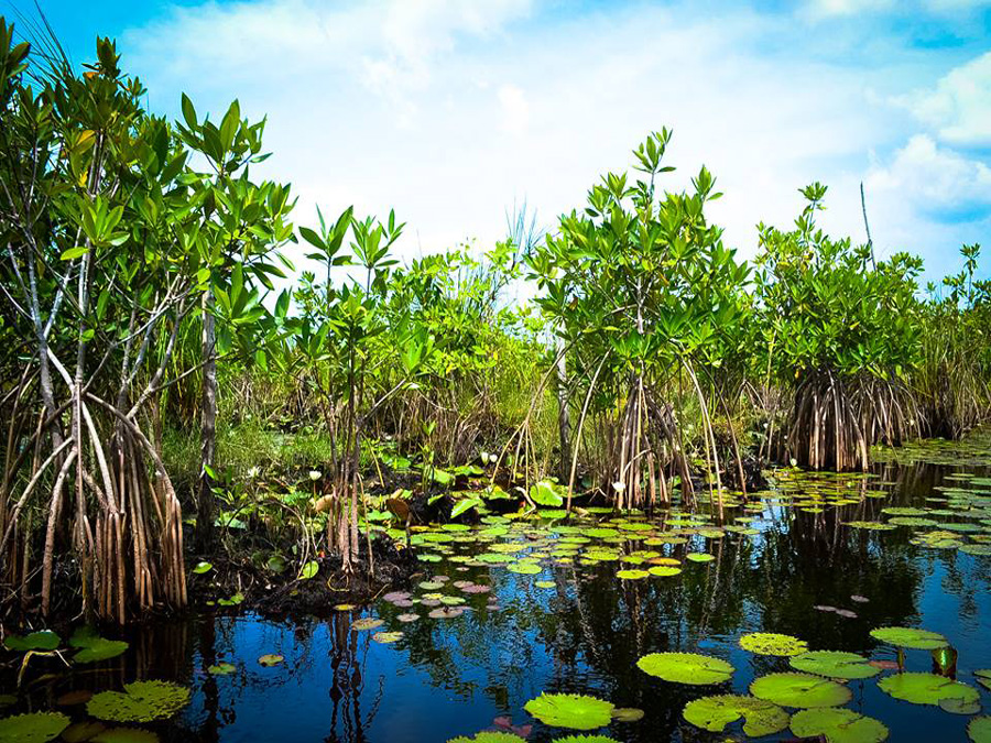 Ruta de los pantanos en Tabasco