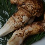 Matsutake, un valioso hongo japonés que se encuentra en México