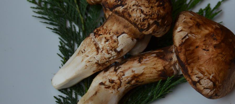 Matsutake, un valioso hongo japonés que puedes comer en México