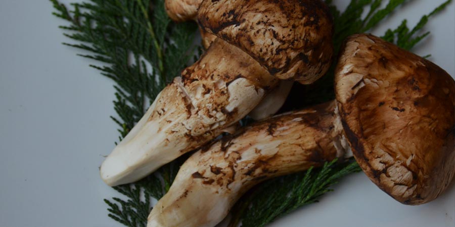 Matsutake, un valioso hongo japonés que se encuentra en México