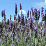 10 datos de la lavanda