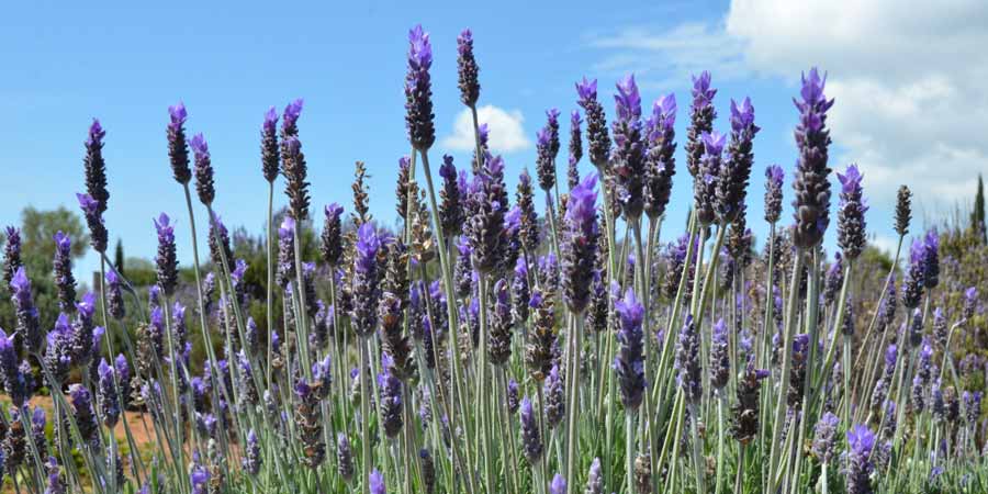 10 datos de la lavanda