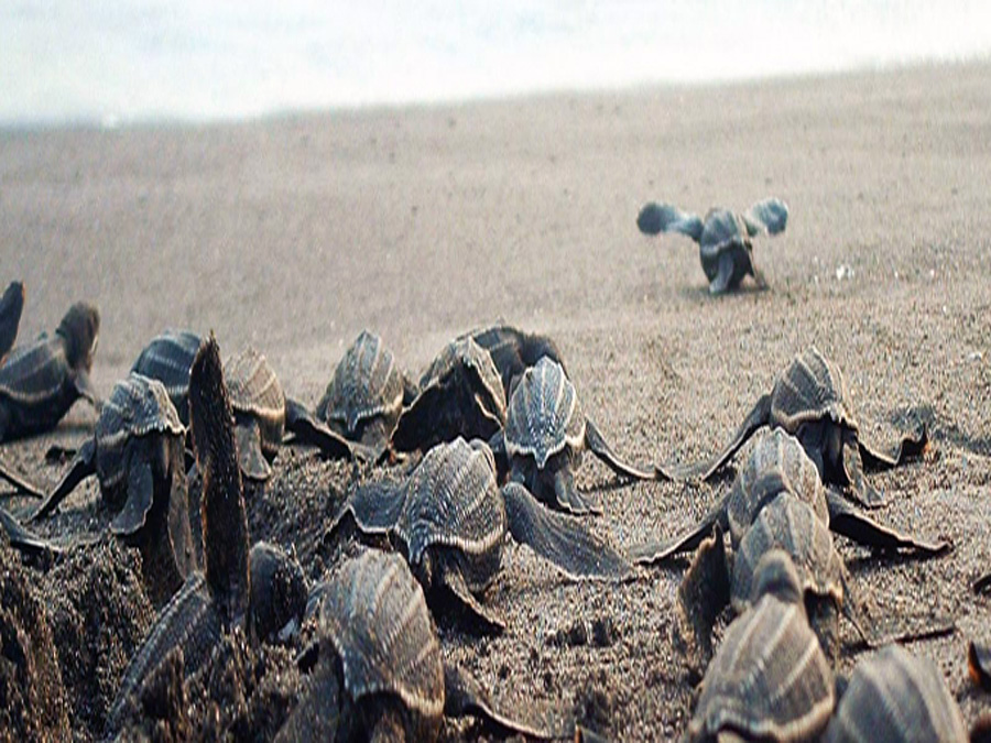 festival-tortuga-marina-veracruz