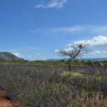 Hacienda de la lavanda en Mineral de Pozos