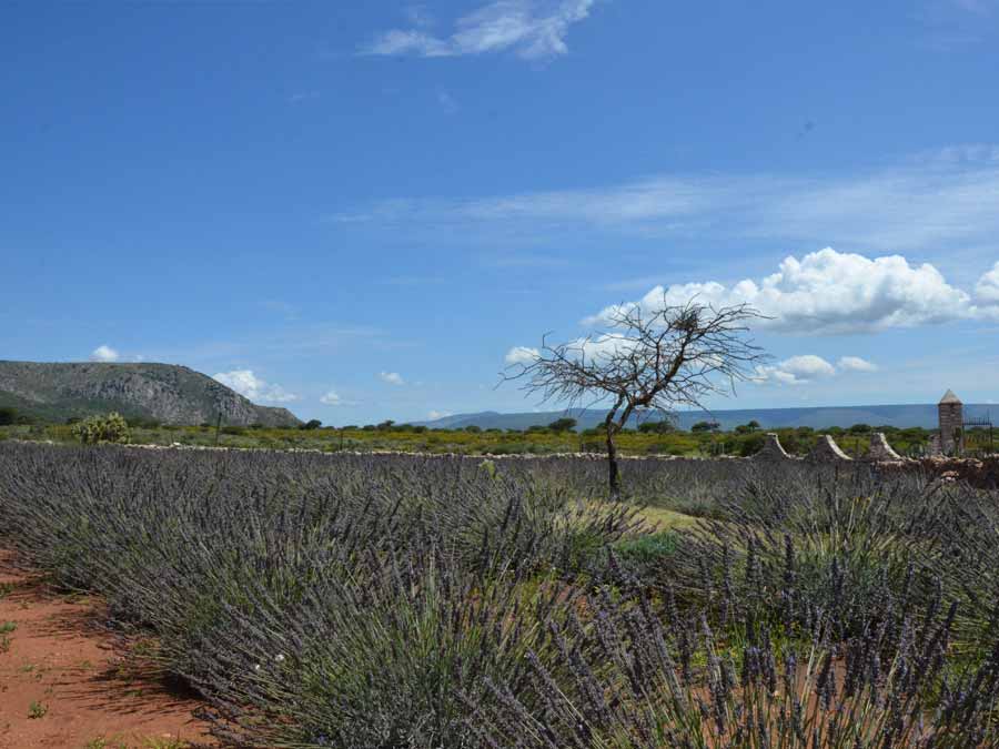 Hacienda de la lavanda en Mineral de Pozos