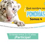 Ponle nombre a los tigres blancos del zoológico Centenario en Mérida