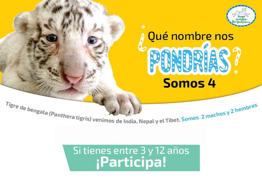 Ponle nombre a los tigres blancos del zoológico Centenario en Mérida