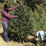 Bosque de los árboles de Navidad en Amecameca, Estado de México