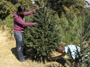 Bosque de los árboles de Navidad en Amecameca, Estado de México