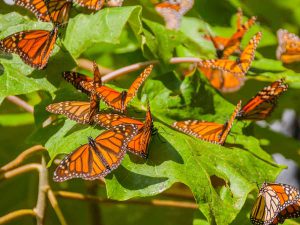 ¡La mariposa monarca llegó a México!    