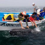 Cómo es el avistamiento de la ballena gris en Los Cabos