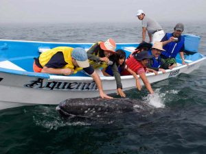 Cómo es el avistamiento de la ballena gris en Los Cabos